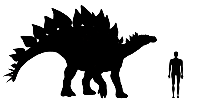 Image showing a size comparison between an adult Stegosaurus dinosaur (right) versus a human adult (left).