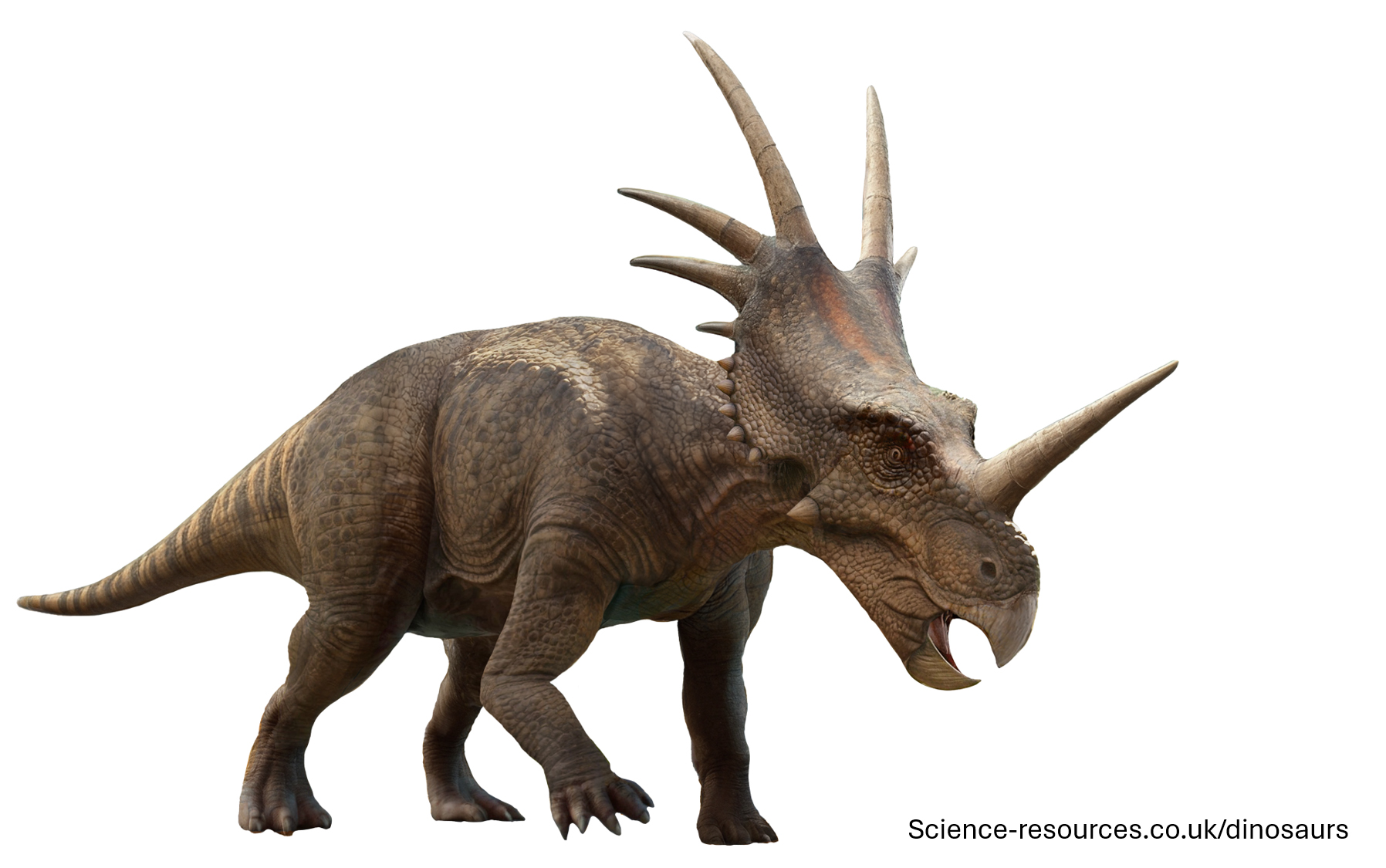 A realistic image of Styracosaurus