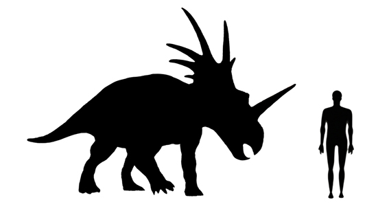 mage showing a size comparison between an adult Styracosaurus dinosaur (right) versus a human adult (left).