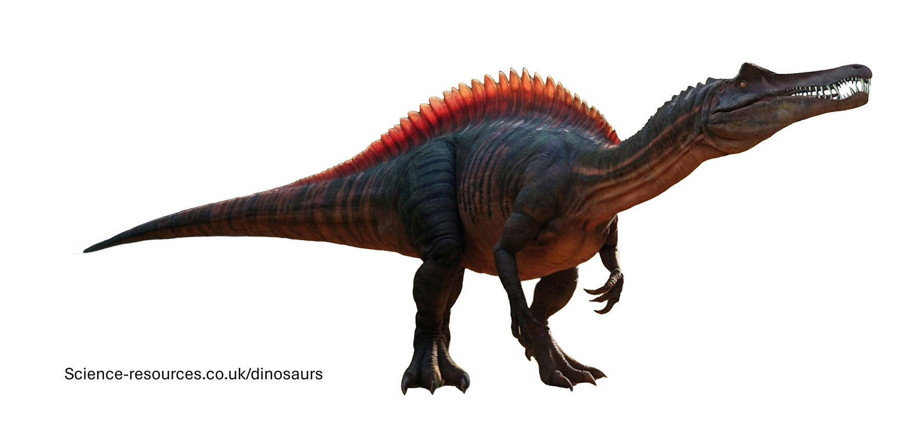A realistic image of a Suchomimus dinosaur.