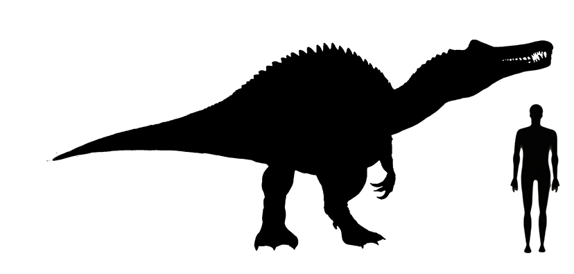 Suchomimus size compared to a human adult.