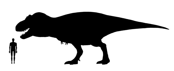Image showing a size comparison between an adult Tarbosaurus dinosaur (left) versus a human adult (right).