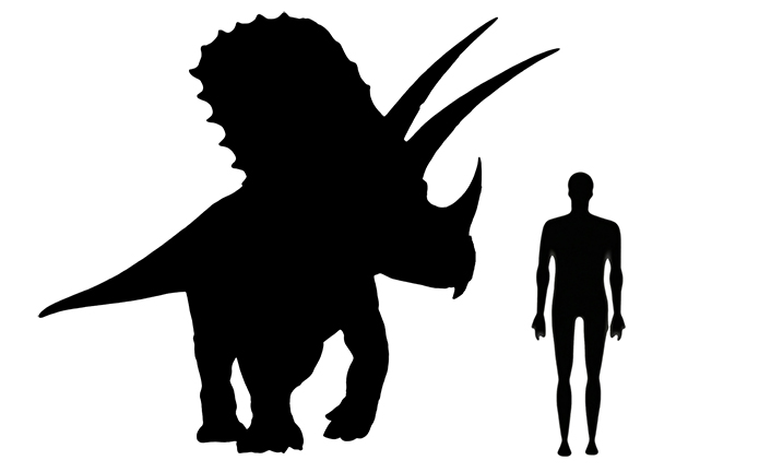Image comparing the size of a Torosaurus dinosaur compared to a human adult.
