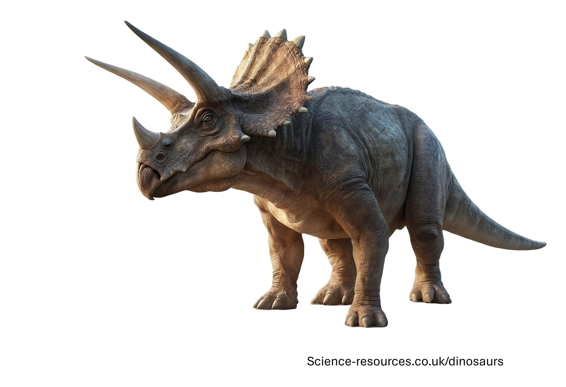 A realistic image of Triceratops 