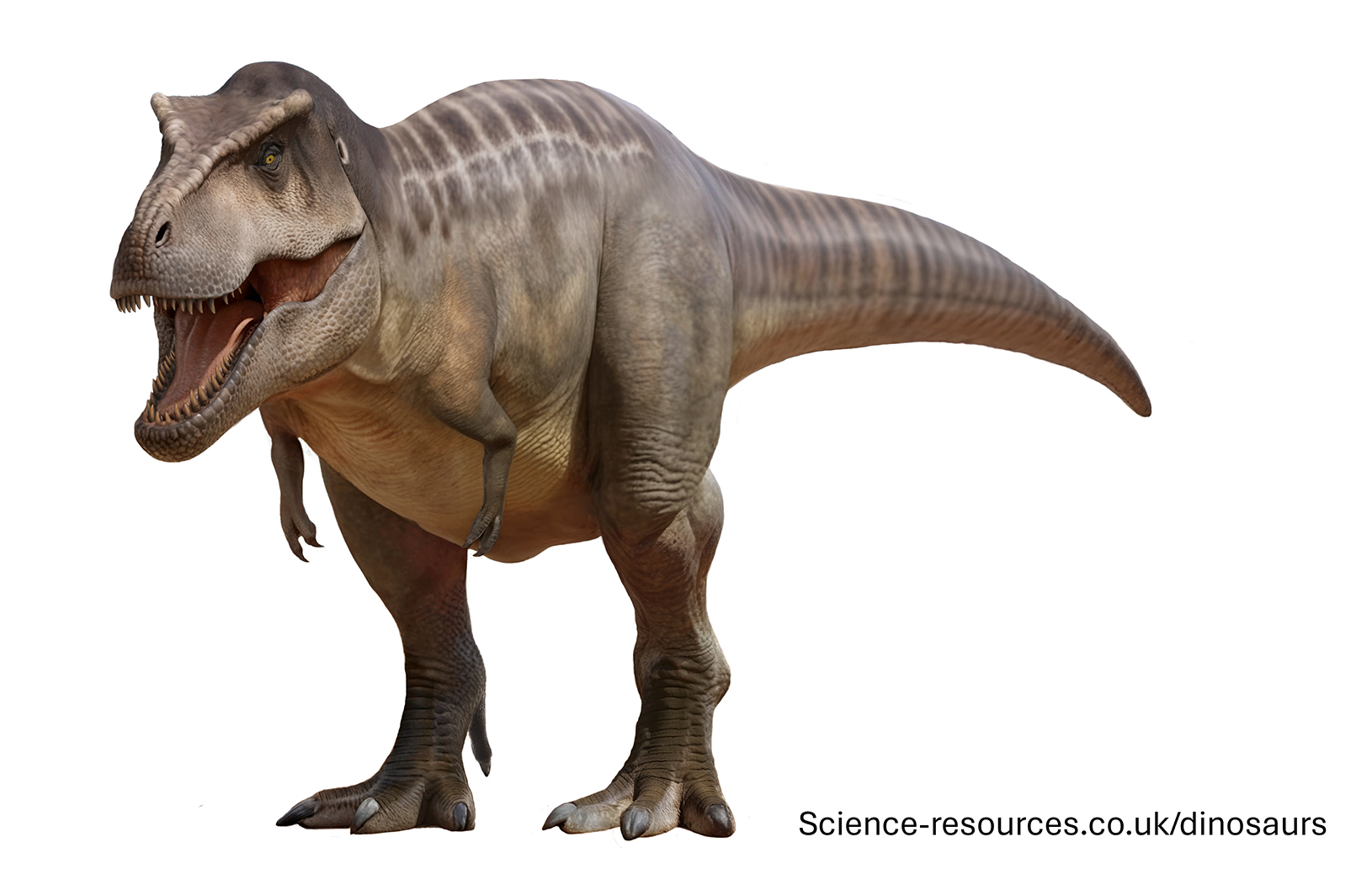 A realistic image of a Tyrannosaurus dinosaur.