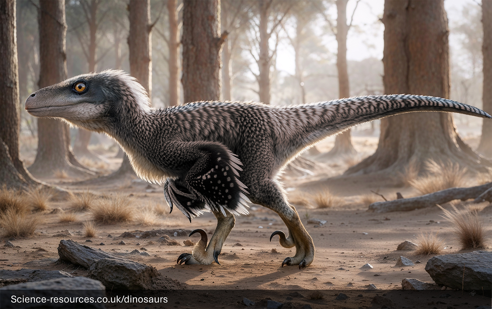 The image portrays a realistic rendering of a Utahraptor dinosaur running in a desert-like environment.
The dinosaur is white with black stripes and features feathers on its head and back.