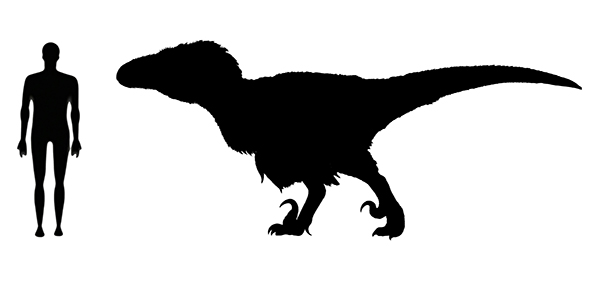 Utahraptor size compared to an adult human.