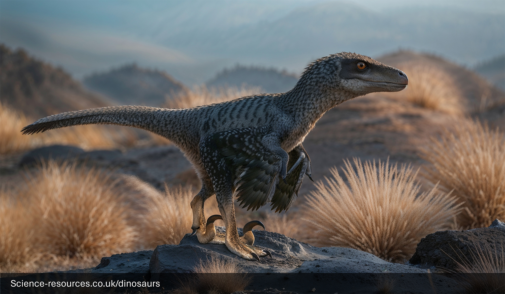 An artist’s depiction of a feathered Velociraptor dinosaur in mid-stride, running through a desert with sparse vegetation under a clear sky. The realistic rendering highlights the dinosaur’s dynamic movement and the arid environment of the desert, set against a backdrop of brown hills