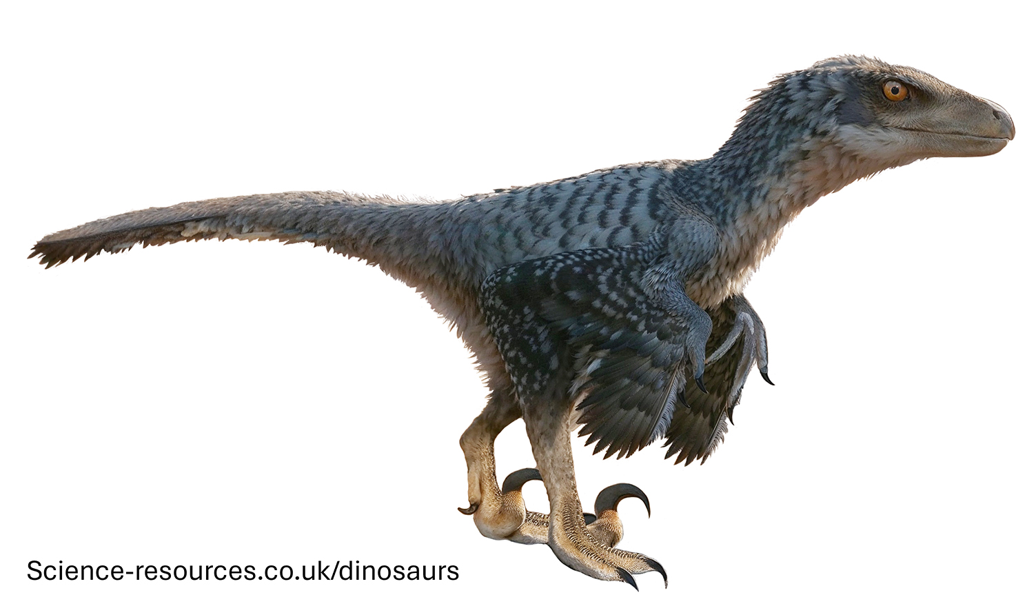A realistic image of a Velociraptor dinosaur.