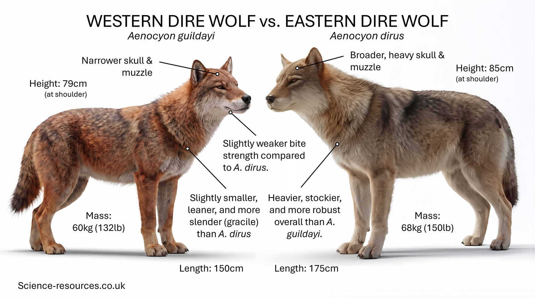 ESTERN DIRE WOLF vs. EASTERN DIRE WOLF A scientific comparison infographic on a light grey-to-white background showing two large, realistic reconstructions of dire wolves standing side-by-side and facing one another. The western dire wolf is on the left facing right, while the eastern dire wolf is on the right facing left. Black annotation lines connect text labels to specific features of each animal. Scientific names appear beneath each heading.
Left side: Western Dire Wolf
Heading: WESTERN DIRE WOLF
Scientific name: Aenocyon guildayi
The western dire wolf is illustrated with reddish-brown, grey and cream-coloured fur. The body appears slightly leaner and more athletic than the wolf on the right, with longer-looking proportions and a somewhat narrower head.
A callout pointing to the head reads:
“Narrower skull & muzzle”
A callout pointing to the lower jaw area reads:
“Slightly weaker bite strength compared to A. dirus.”
A callout pointing to the torso reads:
“Slightly smaller, leaner, and more slender (gracile) than A. dirus”
Measurements displayed around the animal:
“Height: 79cm (at shoulder)” positioned to the left of the wolf.
“Mass: 60kg (132lb)” positioned below the body.
“Length: 150cm” positioned at the bottom beneath the wolf.
Right side: Eastern Dire Wolf
Heading: EASTERN DIRE WOLF
Scientific name: Aenocyon dirus
The eastern dire wolf is depicted as larger and more robust, with thick grey-brown fur, a broader chest, heavier limbs and a noticeably larger head. The body appears more compact and powerfully built.
A callout pointing to the head reads:
“Broader, heavy skull & muzzle”
A callout pointing to the torso reads:
“Heavier, stockier, and more robust overall than A. guildayi.”
Measurements displayed around the animal:
“Height: 85cm (at shoulder)” positioned to the right of the wolf.
“Mass: 68kg (150lb)” positioned below the body.
“Length: 175cm” positioned at the bottom beneath the wolf.
Visual layout and comparison
The infographic is divided visually down the centre, allowing direct comparison between the two dire wolf forms. Annotation lines converge towards the central area where the text comparisons are placed. The western dire wolf appears slightly smaller and more lightly built, while the eastern dire wolf appears taller, longer, heavier and more powerfully constructed.
The overall message conveyed is that:
Aenocyon guildayi is presented as the smaller, more gracile western form with a narrower skull and somewhat reduced bite strength.
Aenocyon dirus is presented as the larger, heavier eastern form with a broader skull, more powerful jaws and a stockier body adapted for greater strength.