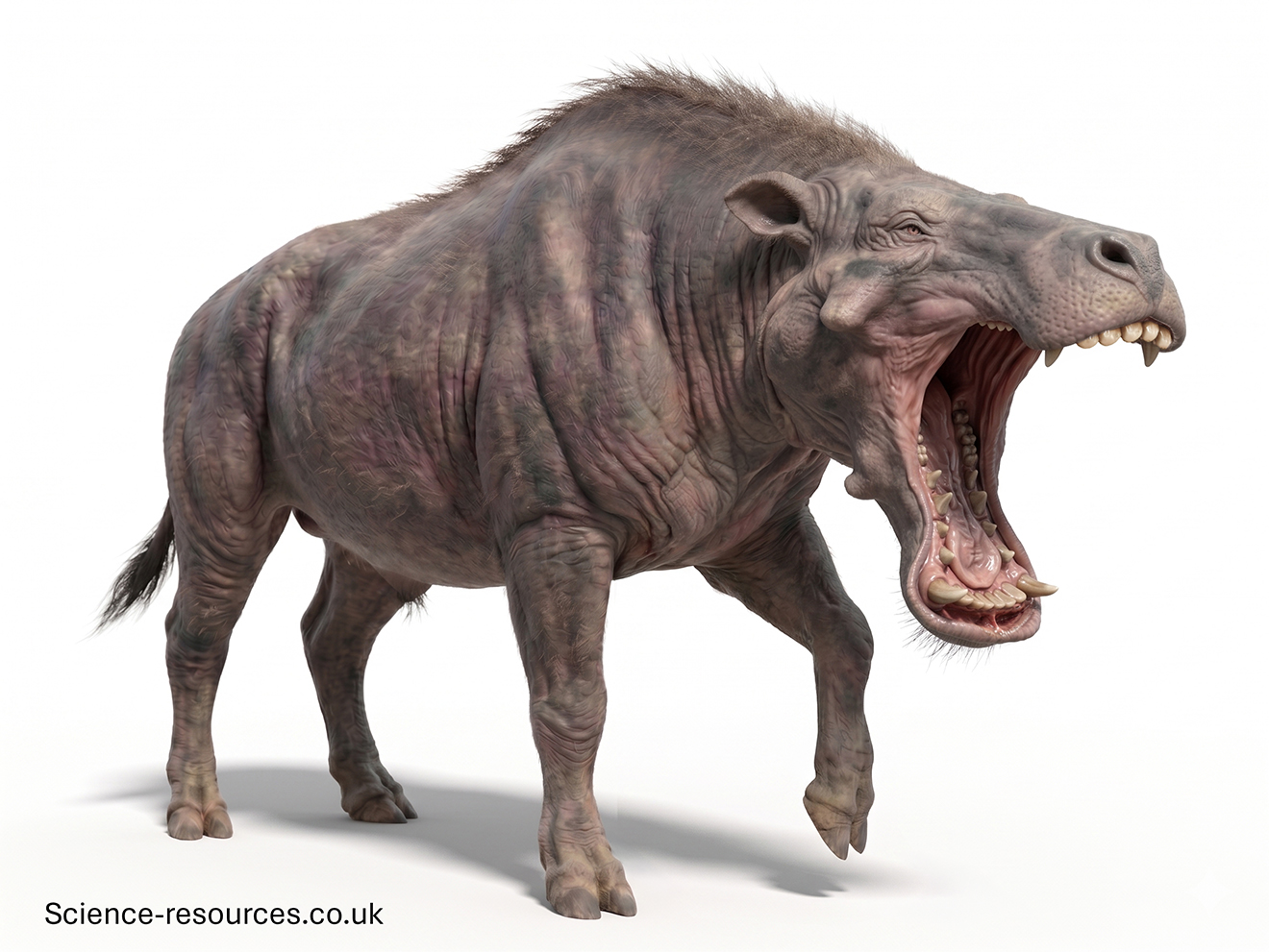 Entelodon 3D 3D model of an Entelodon