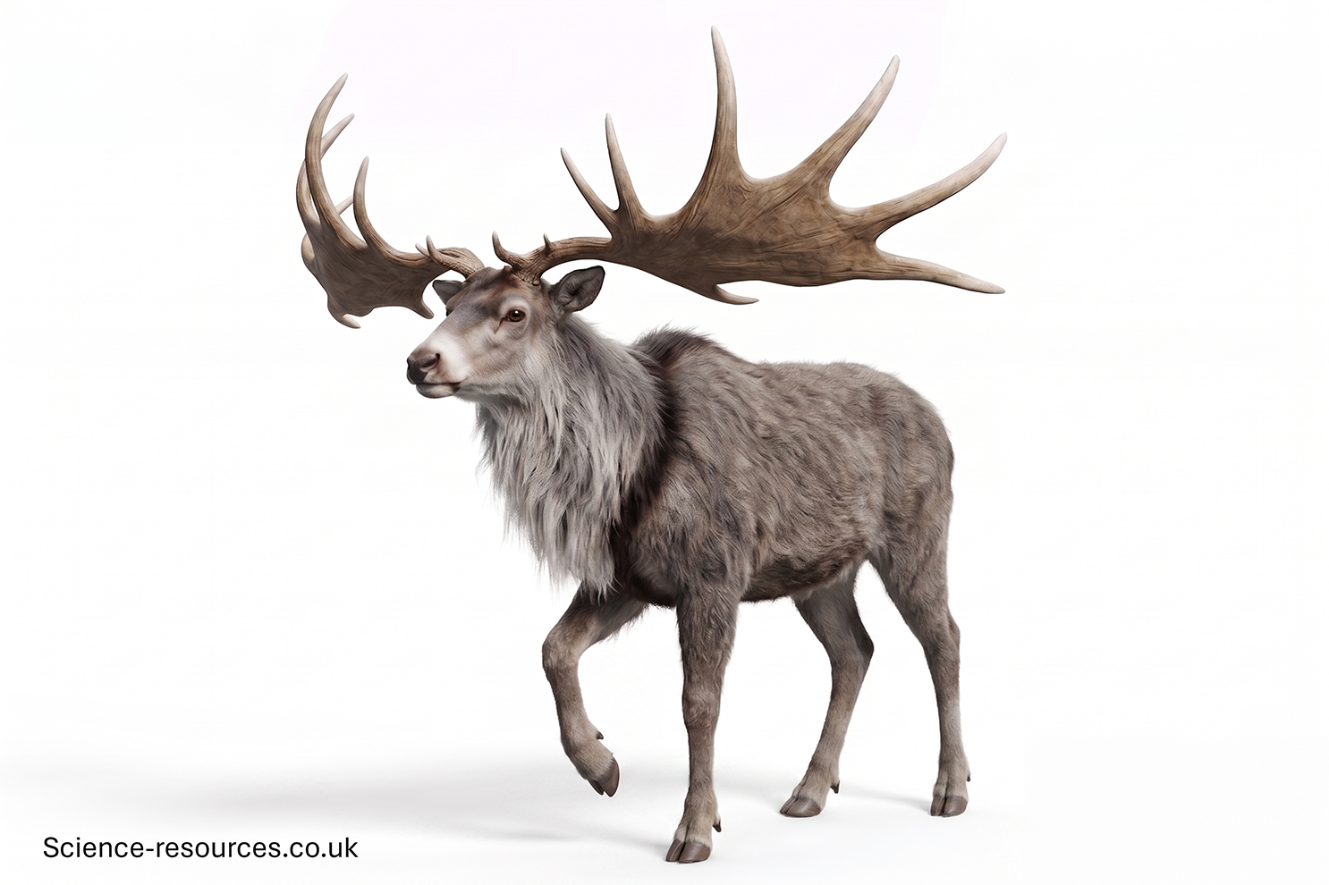 Hyper realistic 3D model of a Megaloceros on a white background.