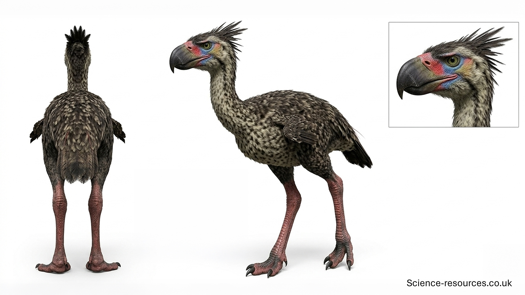 Phorusrhacos 3D A hyper realistic 3D model of a Phorusrhacos on a white background.