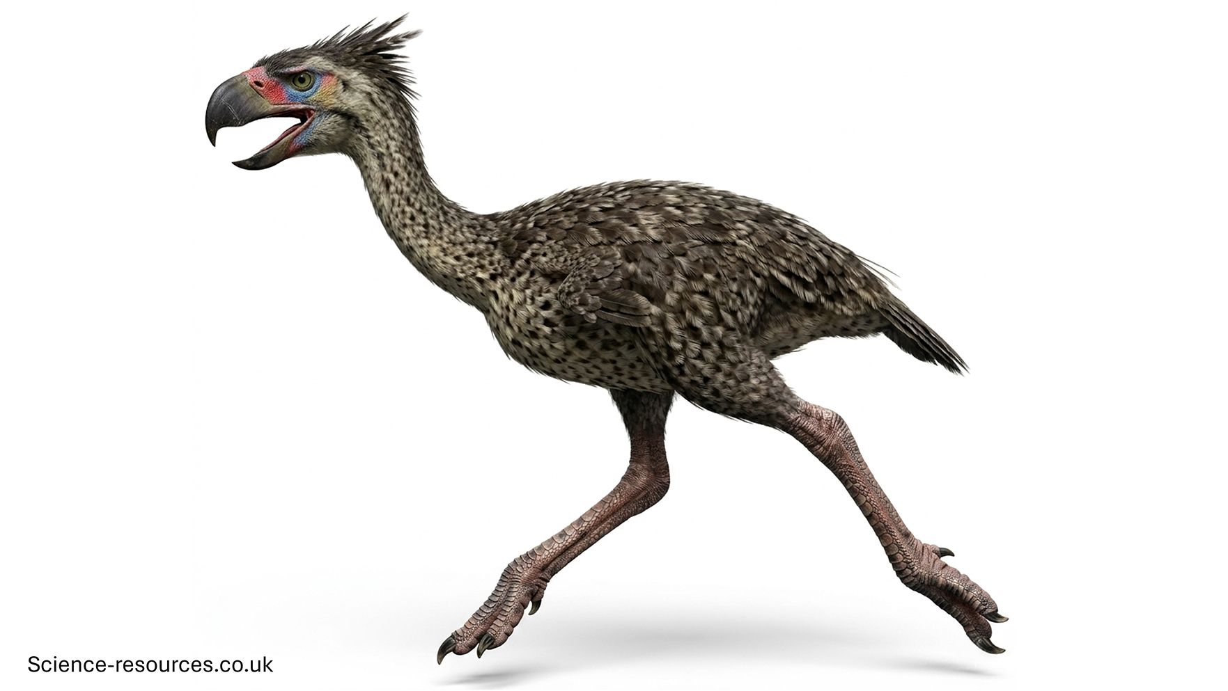 Running Phorusrhacos A realistic 3D model of a Phorusrhacos running.