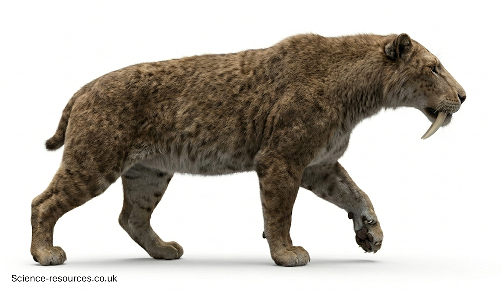 Smilodon_Populator_3D A highly detailed 3D model of Smilodon populator on a white background,