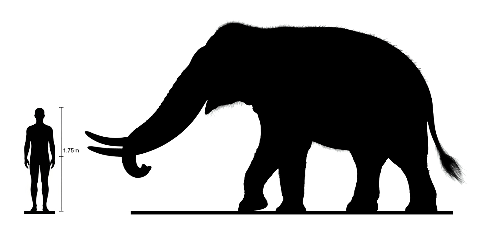 Stegodon size Stegodon size compared to an adult human.