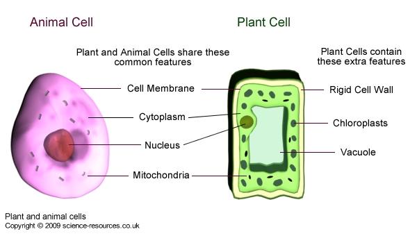 Plant and animal cells