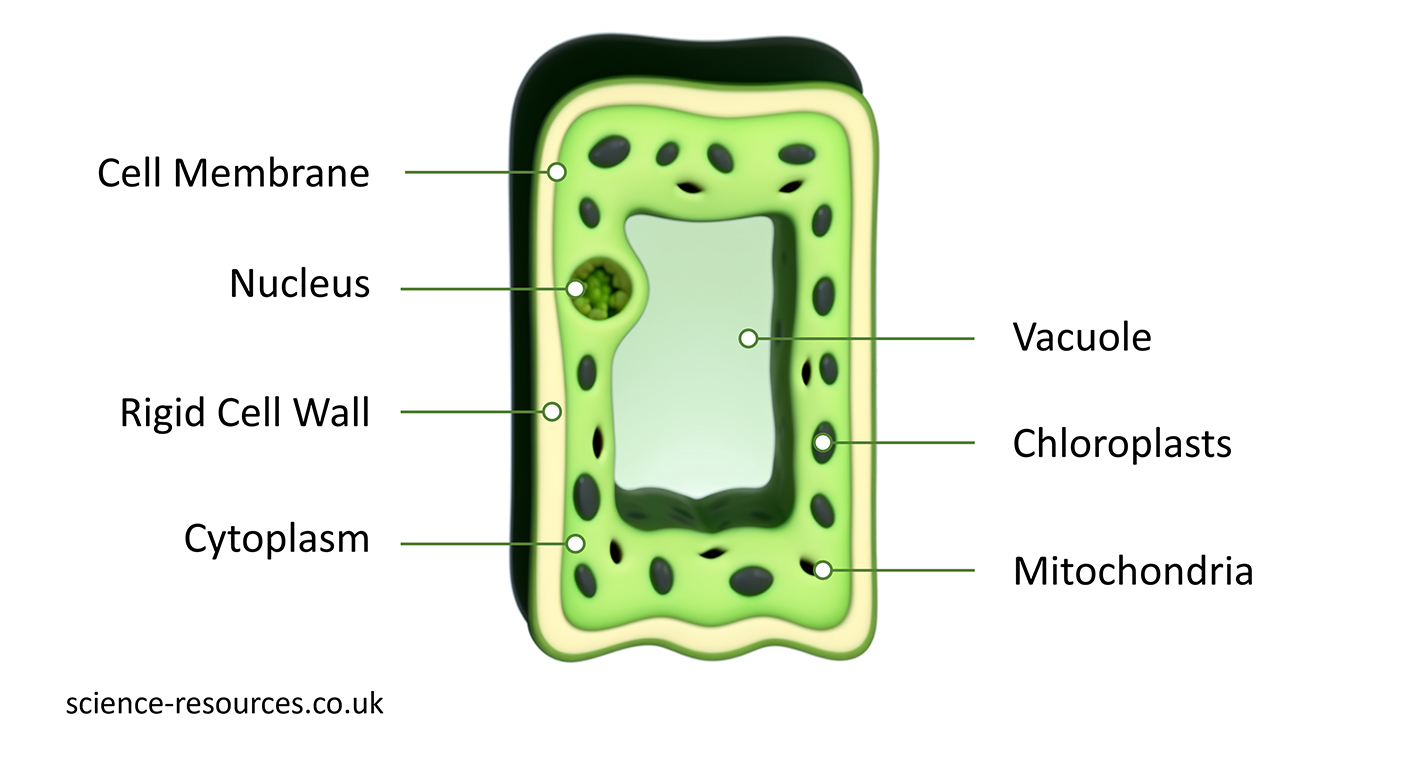 Leaf_Cell Structure of a leaf cell.