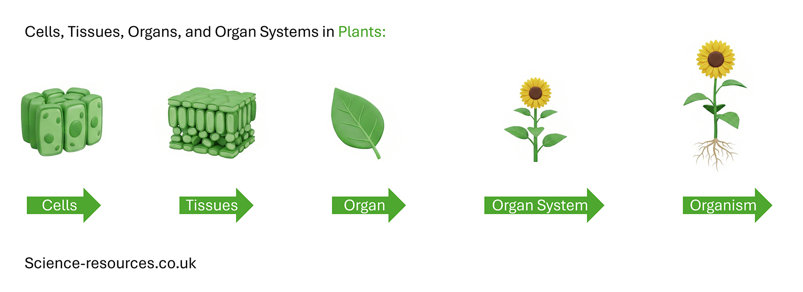 Levels of organisation (plant) Cells, tissues, organs and organ systems in plants.