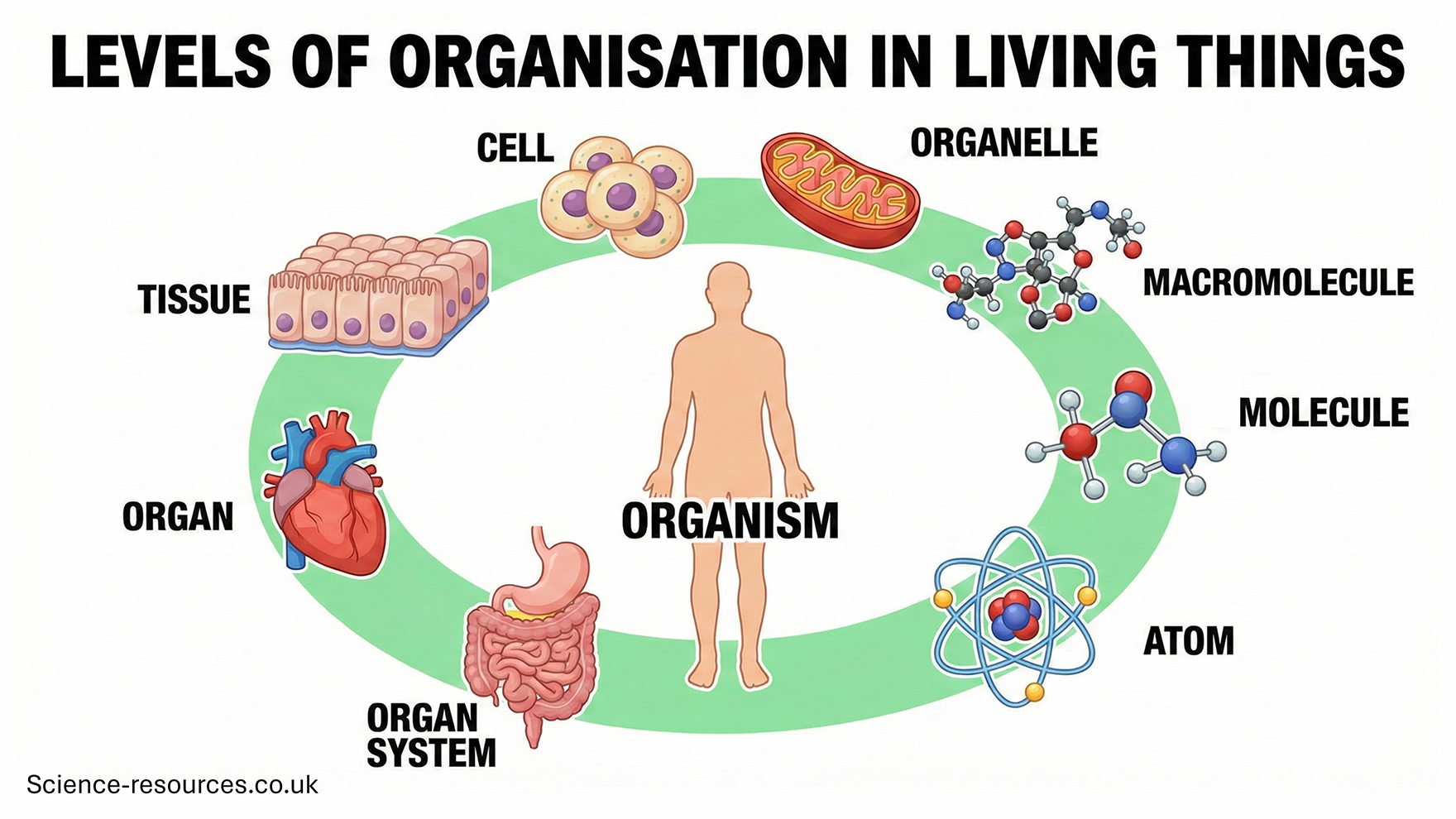 levels_of_organisation This image is a scientific diagram titled "LEVELS OF ORGANISATION IN LIVING THINGS". At the center is a stylized illustration of a human body, labeled "ORGANISM". Encircling this central figure is a green ring with eight distinct, numbered levels arranged in a counter-clockwise progression, each with a label and an accompanying illustration.
Starting from the bottom right, the levels are:
ATOM: A diagram showing a nucleus with protons and neutrons, orbited by electrons.
MOLECULE: An illustration of several atoms bonded together.
MACROMOLECULE: A larger, complex molecule, represented by a chain-like structure with various atomic groups.
ORGANELLE: A drawing of a mitochondrion with its internal folded membrane.
CELL: A cluster of animal cells, each with a nucleus.
TISSUE: A cross-section of epithelial tissue, showing multiple layers of closely packed cells.
ORGAN: An illustration of a human heart.
ORGAN SYSTEM: A diagram of the human digestive system, including the stomach, small intestine, and large intestine.
The diagram visually represents the hierarchical structure of living matter, from the smallest chemical units to a complete living organism.