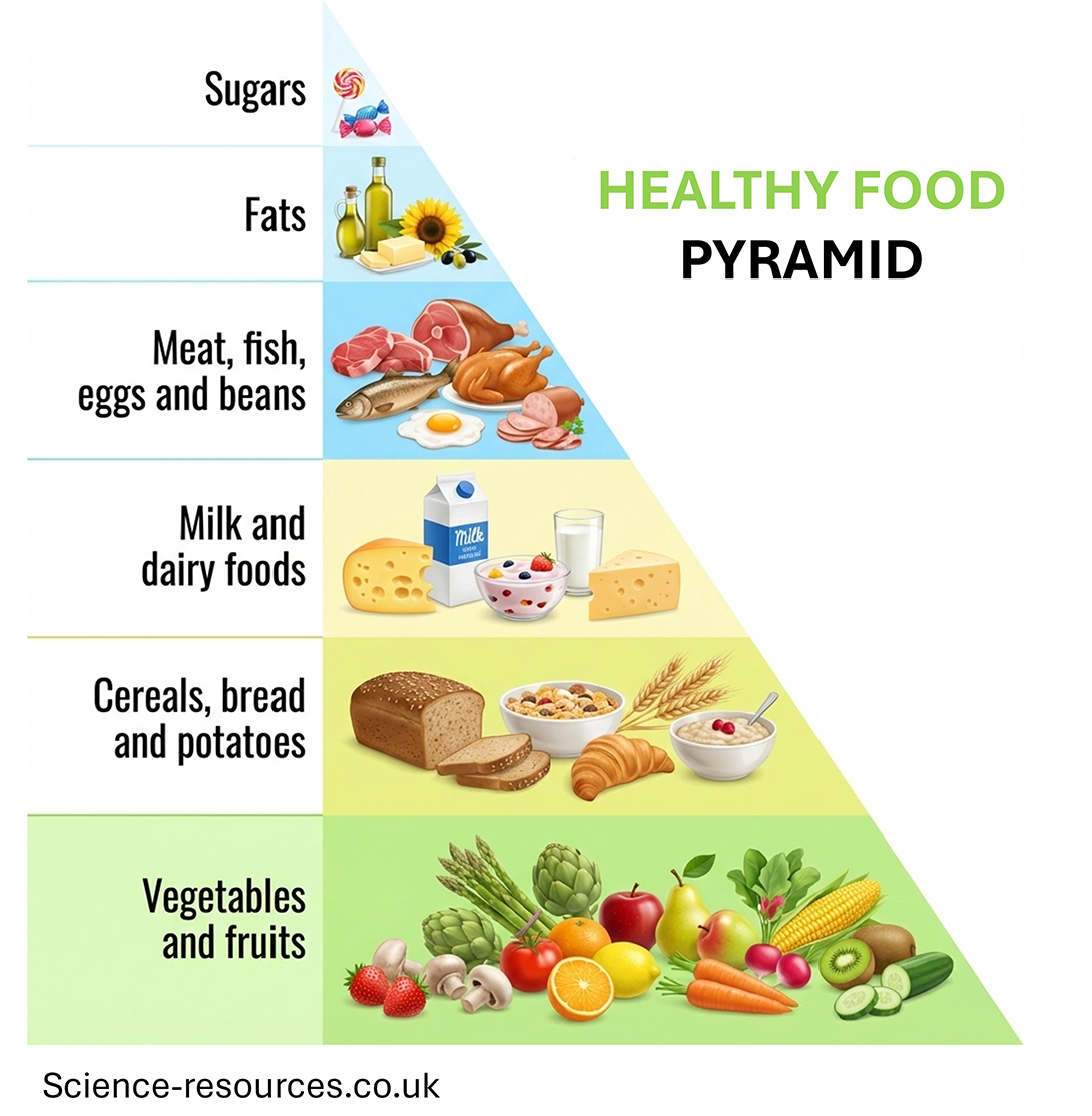 Healthy_Food_Pyramid This image is a vertical infographic titled "Healthy food PYRAMID" which uses a 6-layer triangular structure to illustrate recommended food proportions. The design features realistic food icons on the right side of the pyramid and text labels on the left.
Pyramid Structure and Labels
Level 1 (Base): Labeled "Vegetables and fruits" against a light green background. It features a dense arrangement of strawberries, mushrooms, artichokes, asparagus, tomatoes, citrus fruits, apples, pears, radishes, corn, carrots, kiwi, and cucumbers.
Level 2: Labeled "Cereals, bread and potatoes" on a pale yellow-green background. It includes a loaf of brown bread, sliced bread, a bowl of cereal or grains, wheat stalks, a croissant, and a bowl of porridge.
Level 3: Labeled "Milk and dairy foods" on a pale yellow background. It displays a wedge of cheese, a carton of milk, a bowl of yogurt with berries, a glass of milk, and another block of cheese.
Level 4: Labeled "Meat, fish, eggs and beans" on a light blue background. The contents include raw meat cuts, a whole ham, a fish, a fried egg, a roasted chicken, and sliced deli meats.
Level 5: Labeled "Fats" on a white background. It shows olive oil in glass bottles, a block of butter, a sunflower, and olives.
Level 6 (Top): Labeled "Sugars" at the narrow peak. It contains a colorful lollipop and three wrapped candies.